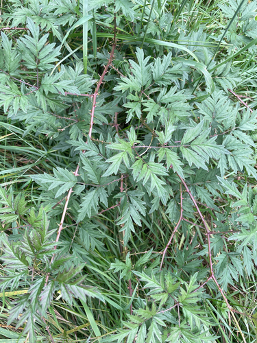 Cutleaf Blackberry