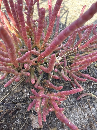 red glasswort