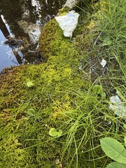 Carex disperma, photograph (c) Matt Berger, some rights reserved (CC BY)