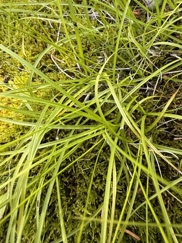 Carex disperma, photograph 2