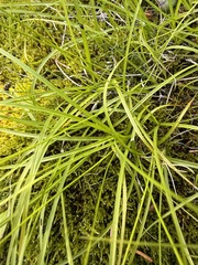 Carex disperma, photograph (c) Matt Berger, some rights reserved (CC BY)