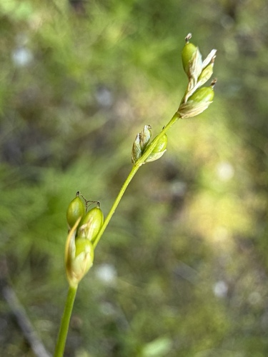 Carex disperma