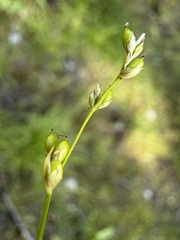 Carex disperma