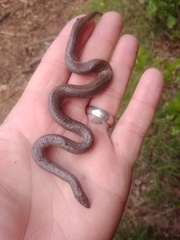 Virginia valeriae elegans