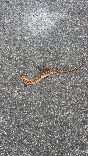 Eastern Hognose Snake