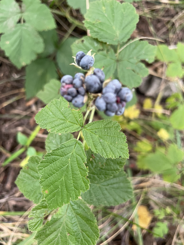 European dewberry