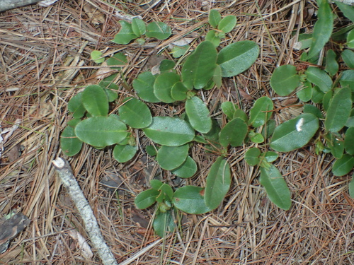 Epigaea repens, photograph 5