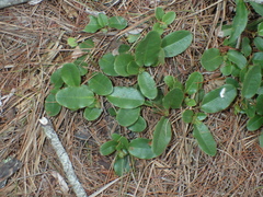 Epigaea repens, photograph (c) John Baur, some rights reserved (CC BY)