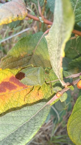 Green Shield Bug