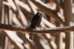 Melaenornis edolioides