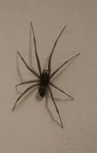 False Black Widow