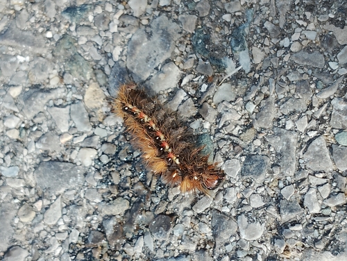 Knot Grass Moth