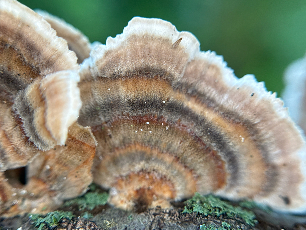 turkey-tail · September 2026 · photo: Photo: (c) Serenella Linares, some rights reserved (CC BY) · iNaturalist