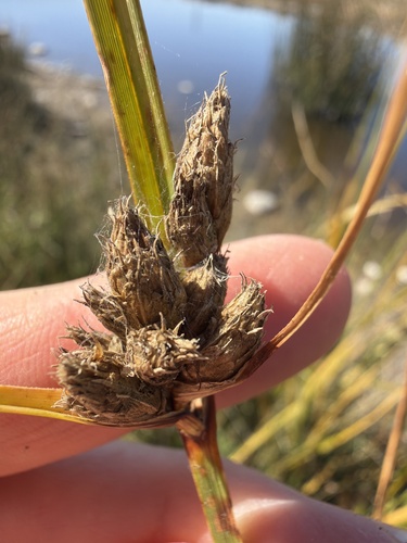 sea clubrush