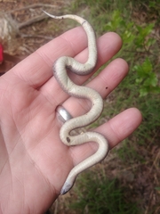 Virginia valeriae elegans