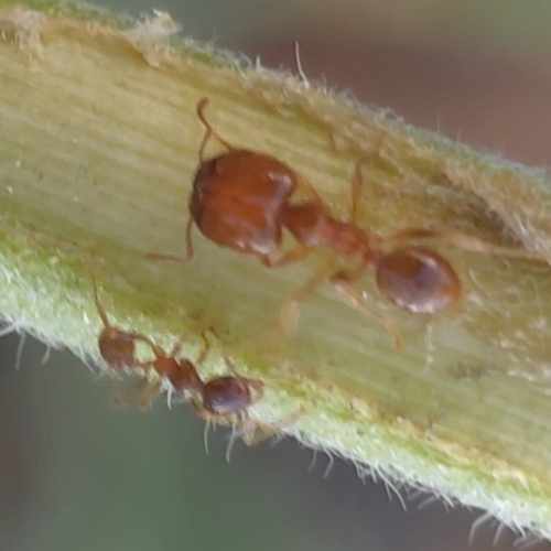 Pallid Big-headed Ant
