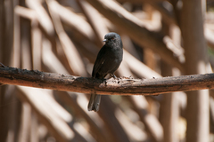Melaenornis edolioides