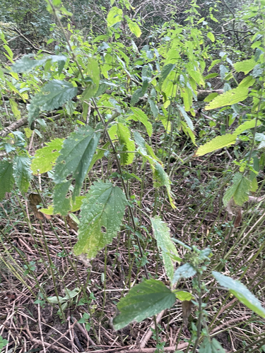 great stinging nettle