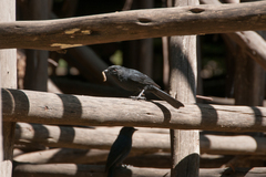 Melaenornis edolioides