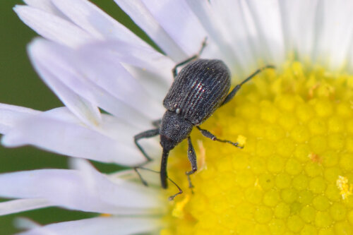 Strawberry blossom weevil