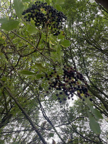 European black elderberry