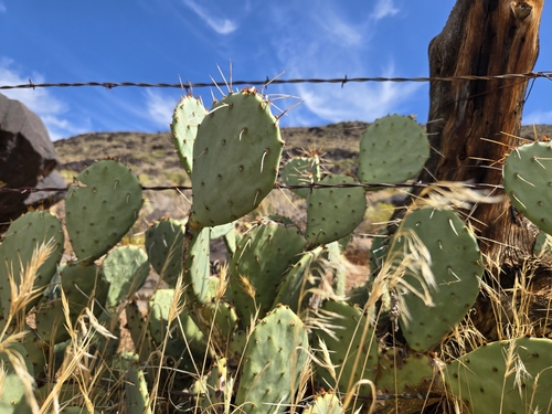 Brown-spined Pricklypear