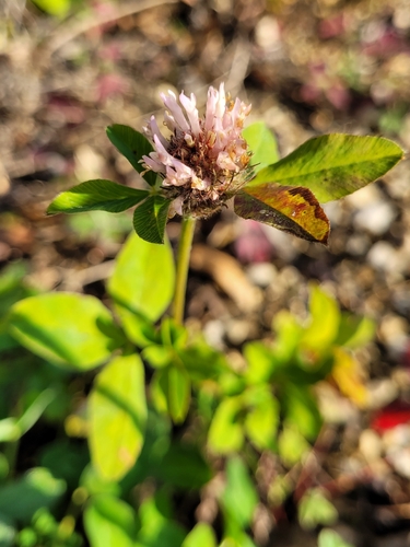 Red Clover