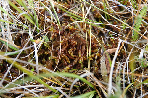Scorpidium revolvens observed 2026-09-20