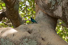 Lamprotornis chalybaeus
