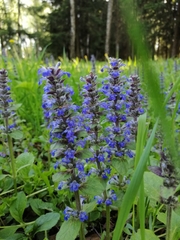 Ajuga reptans