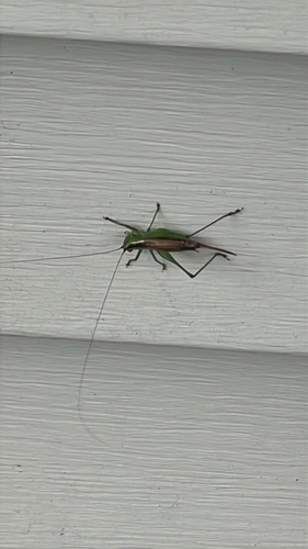 Short-winged Meadow Katydid