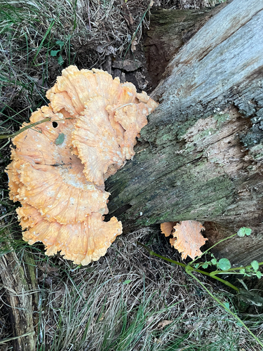 chicken of the woods