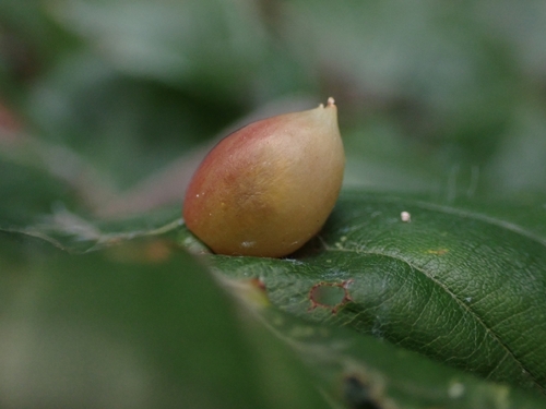 Beech Gall Midge