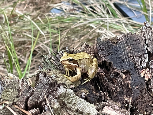 European Common Frog