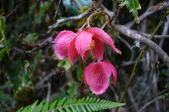Begonia maurandiae