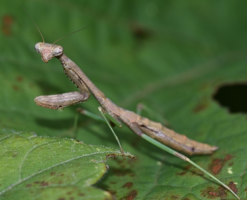 Carolina Mantis