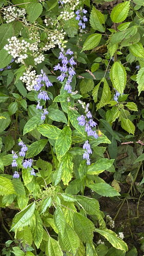 great blue lobelia