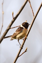 Saxicola maurus
