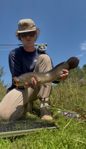 Ruddy Bowfin