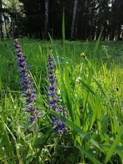Ajuga reptans