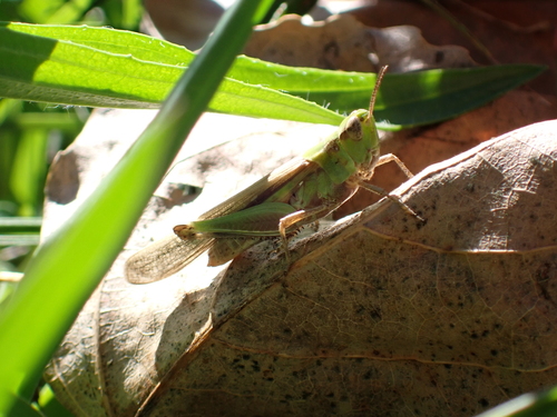 Puissant's Green-winged Grasshopper