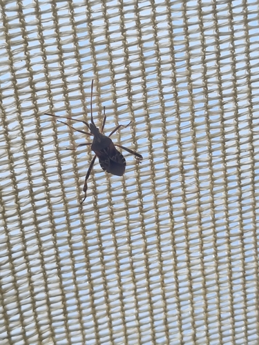 Western Conifer Seed Bug