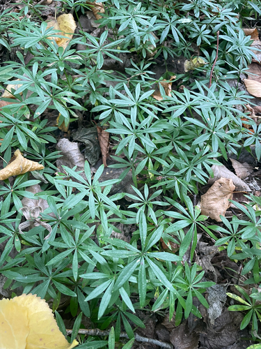 Sweet Woodruff