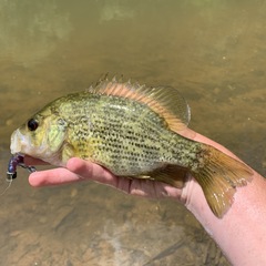 Ambloplites cavifrons