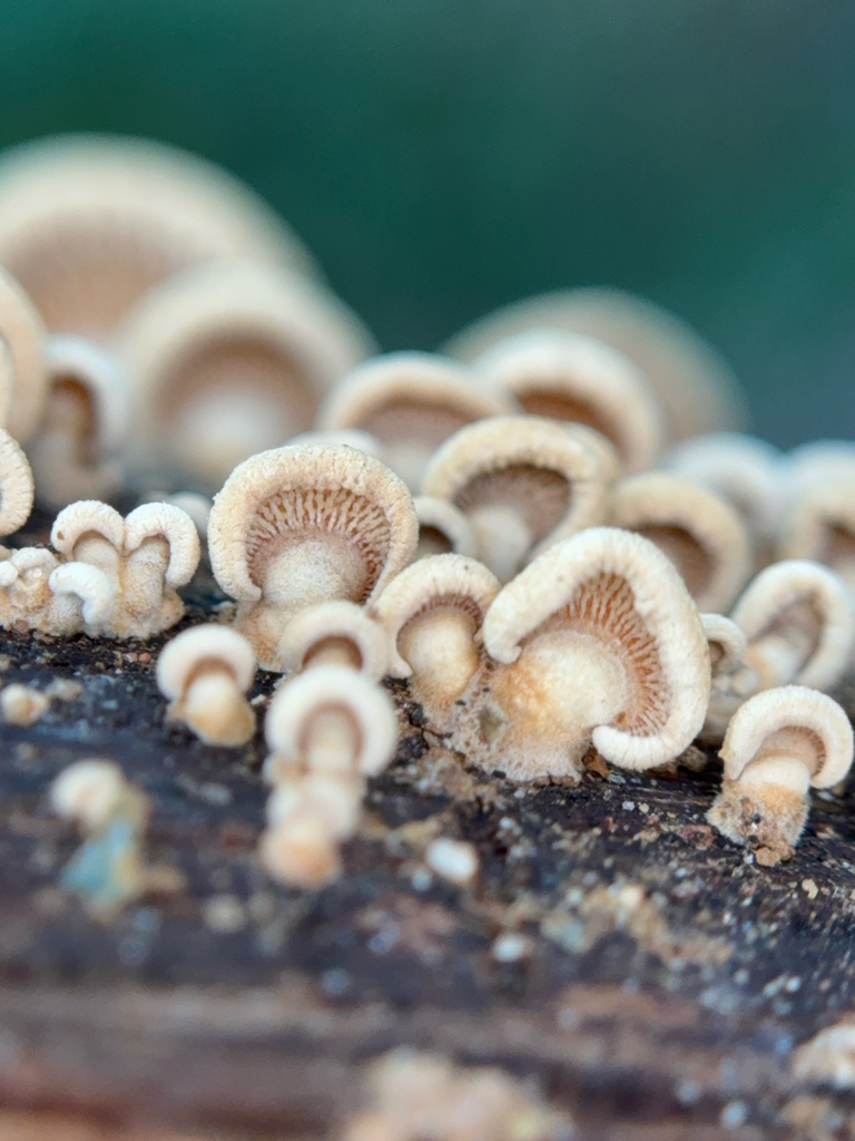 Luminescent Panellus · September 2026 · photo: Photo: (c) Serenella Linares, some rights reserved (CC BY) · iNaturalist
