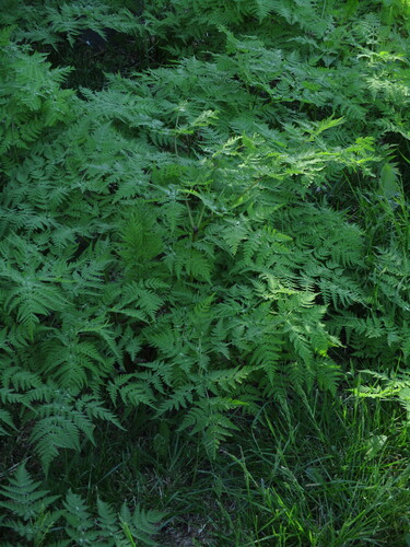 Myrrhis odorata, photograph 1