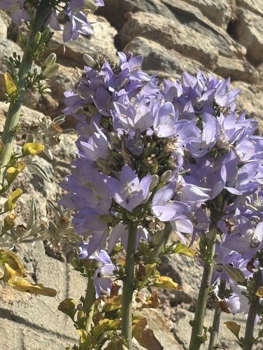 Chimney Bellflower