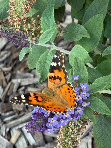 Painted Lady