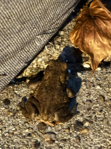 European Toad