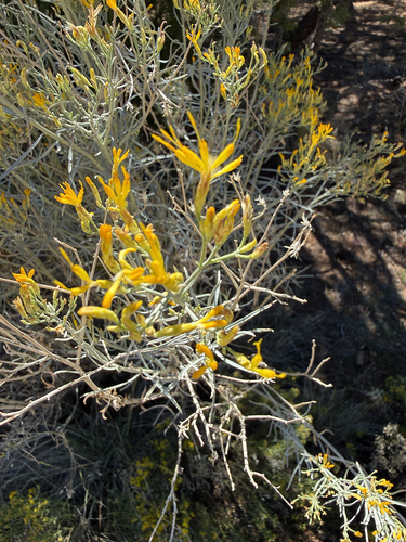 Rubber Rabbitbrush